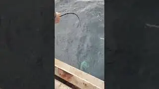 two Mike deckhands help land a guys yellowfin