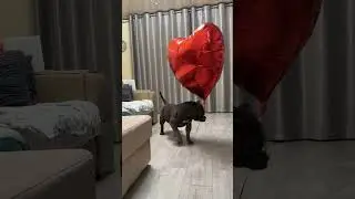 Все любят шарики 😅