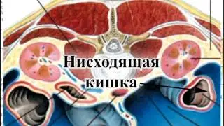 Почки в целом. Особенности строения в детском возрасте.