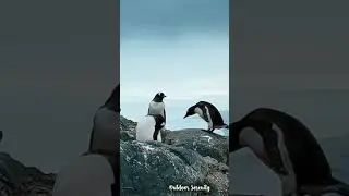 Antartica Penguins
