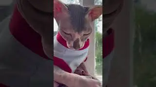 #shorts#cat#catlover