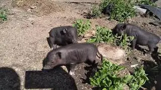 Маленькие вьетнамские свинки на улице драка