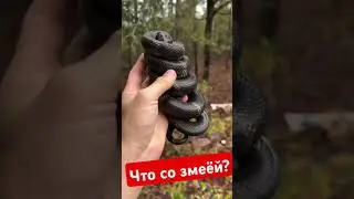 что со змеёй,почему она не кусает?