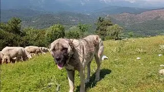 ÇOBAN HİKAYELERİ BÖLÜM 1 #çoban #keşfet #kangal #beniöneçıkart #doğa #koyun