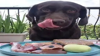 喂养拉布拉多生食,啥家庭啊… 天天这么吃肉  -  Can dogs eat blueberries?