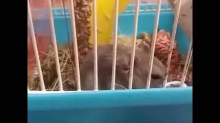 Новости канала "Alina And Pets"