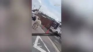 Alpaca on the loose
