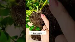 Пеперомия🌿 Видов много - принцип ухода - один! 