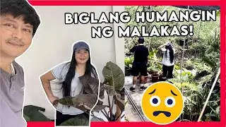 Propagation of Beautiful Huge Red Congo and Black Cardinal | Biglang nabulabog ng Typhoon Betty