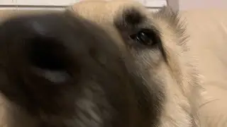 Pwoosh