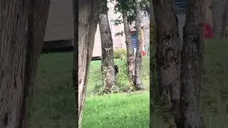 Woodpecker