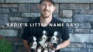 Sadie's Bernese Mountain Dog Puppies | Puppy Name Day!