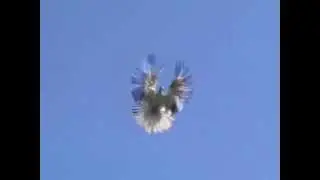 Николаевский голубь