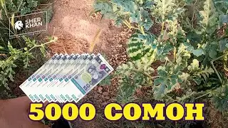 Дар 3 Руз 5000 Сомон Фоида Аз Тарбуз (2020).       Перепродажа арбузов и покупка