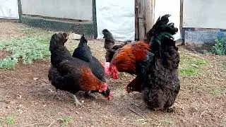 Маран черномедный во всей красе!! Куры мясо-яичного направления!!