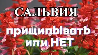 САЛЬВИЯ - ПРИЩИПЫВАТЬ ИЛИ НЕТ? КОНЕЧНО ПРИЩИПЫВАТЬ!