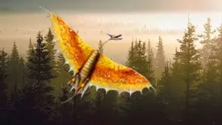 Книга драконов тайфумеранг