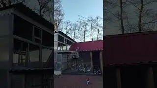 Чёрный таджикский племенной.