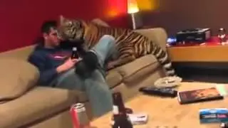 Котёнок выпрашивает еду