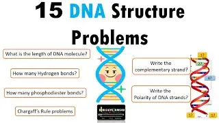 15 DNA Structure Long Questions and Step wise Solutions and Explanation ||