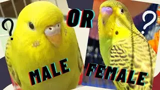 How to identify a budgie's gender