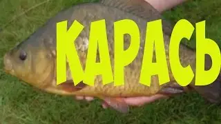 Рыбалка на поплавок.Карась на поплавочную удочку .