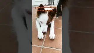 TRAVESURAS DE PERROS!! 🤪 
