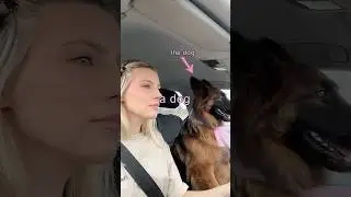 my dog rates drive-thrus