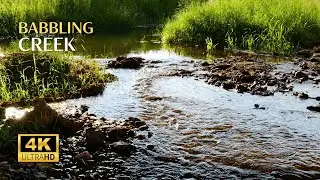 Babbling Creek Meditation: Using Nature Sounds for Mindfulness Practice | Relaxing Nature Sounds