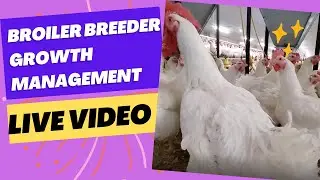 MA Skills Live Stream