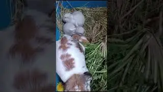малыши кроляши-делают первые шаги #жизньвдеревне