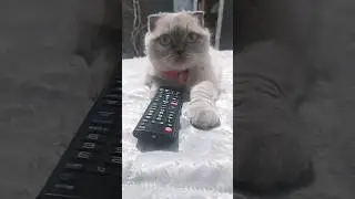 при чем тут Я☺😇#cat#cuteanimal#смешныекотики#котики#милыекотики#