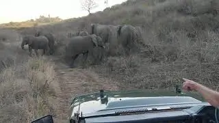 A Visit to Thula Thula to see Lawrence Anthony's Elephants