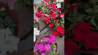 Petunias