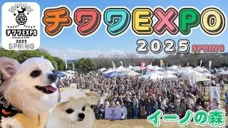 【チワワEXPO 2025 SPRING🐶】チワワ1000頭が集まるチワワの祭典に愛犬ふくむすびと行ってきました‼︎東京イベント初上陸☆