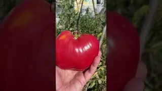 #TOMATES ENORMES
