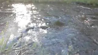 рыбалка(за форелью)