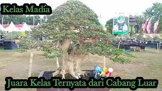 Pamnas Bonsai PPBI Sumbawa Juara Kelas Madia Luar Sumbawa 😥