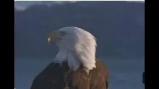 the nice sound Eagle 3 ,,, all animal channel