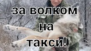 За волком на такси!