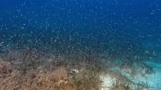 Biodiversity: Using acoustic ocean technology for sustainable krill harvesting