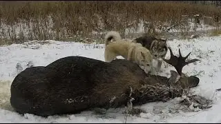 Охота #16 охота на лося