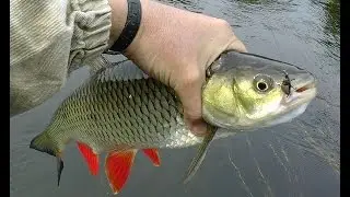 Голавль на р.Сейм. Смотреть всем.