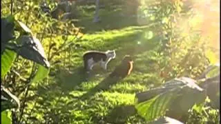 Cats Attack wars