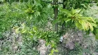 Загрузка плодами на 4-рохрічних деревцях.....