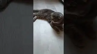 *самый красивый кот*