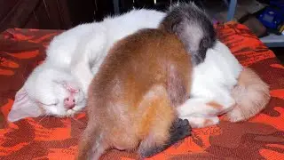 Wow monkey Bobby sleep with cat look so lovely!