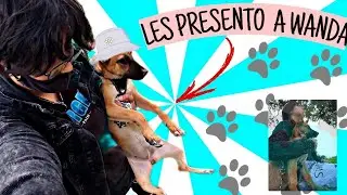 CONOZCAN A WANDA🐶♥️/ SERRAT CASTRO