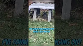 Funny little deer