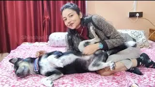 My Dog Shinchan Was Very Angry With Me So I Rubbed His Belly To Calm Him Down He Was Very Happy